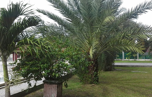 Rumput Hijau dan Pohon yang Rindang Menambah Asri dan Sejuknya Taman Masjid Agung Babussalam Sabang Pulau Weh (Kamis 29 Desember 2016)